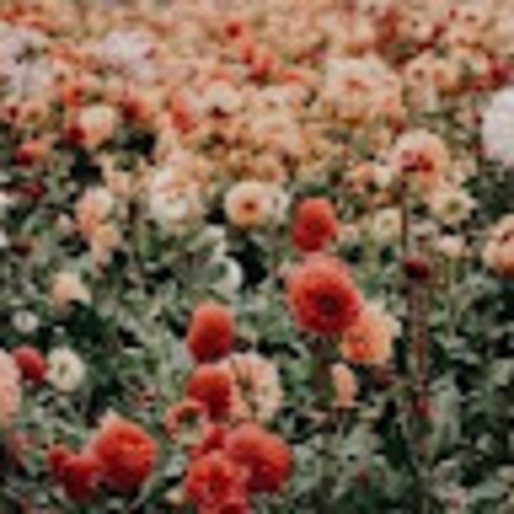 Meet your Posher, Asmaa